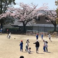 桜の下で！元気に遊ぶ