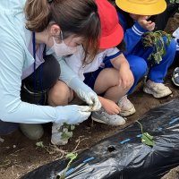 １・２年生のイモ苗植え！地域の方や応援隊の方に手伝ってもらい、上手に植えられました